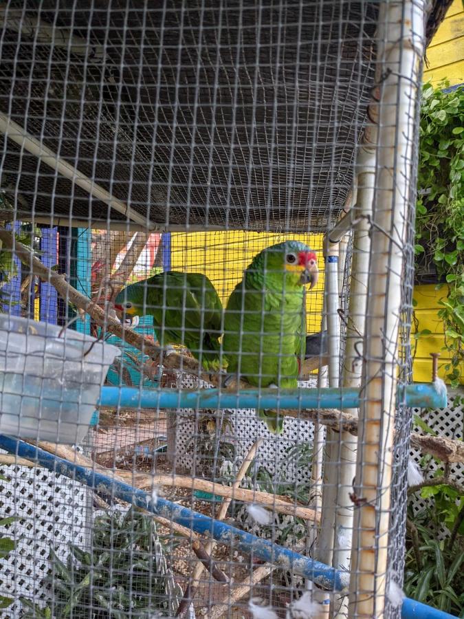 Yocamatsu Bed and Breakfast Caye Caulker Εξωτερικό φωτογραφία